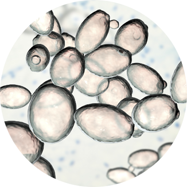 cellule di lievito